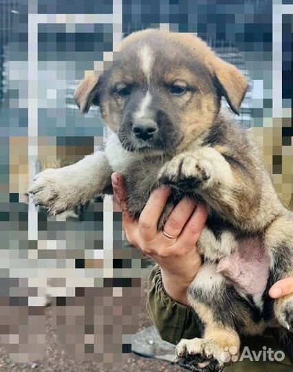 Собака в добрые руки