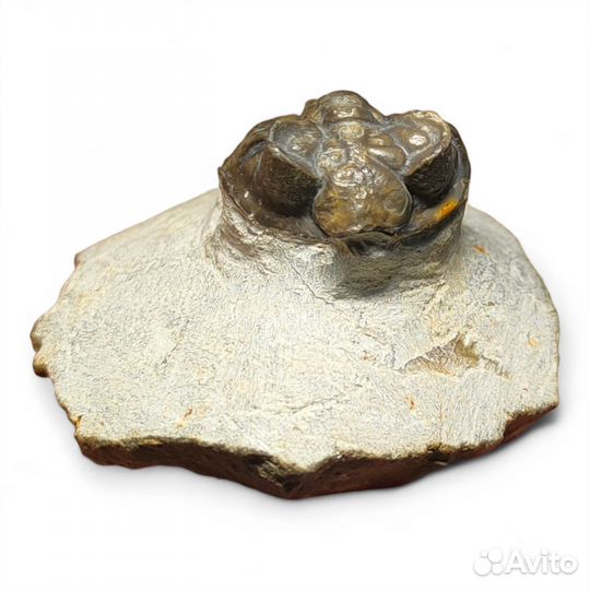 Трилобит Coltraneia, Марокко / Окаменелости