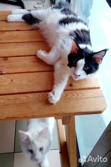 Кошечки, котики Мейн-кун