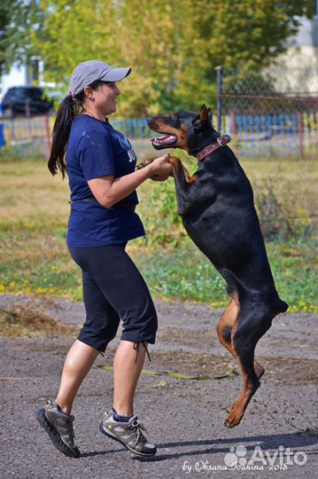 Дрессировочная площадка. Дрессировка собак. Спорт