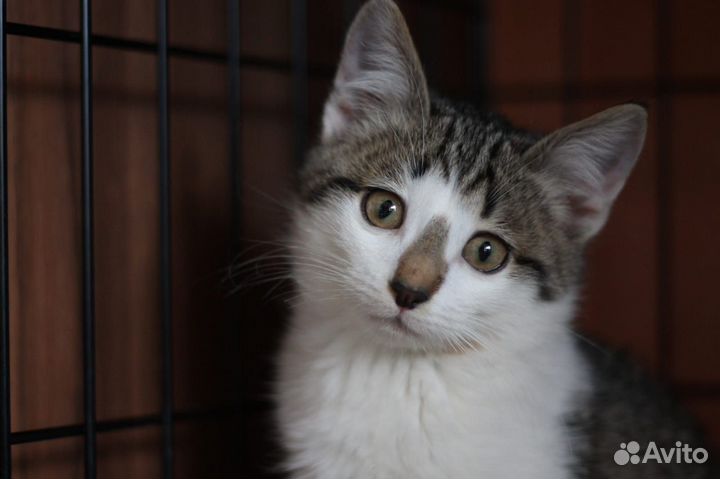 Славные котятки