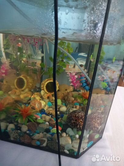 Аквариум с крышкой панорамный со всем содержимым