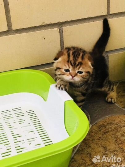 Шотландская