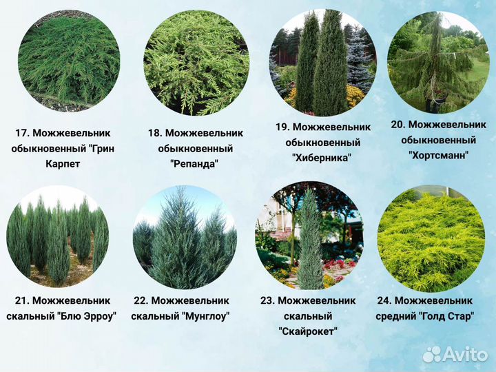 Хвойные саженцы туя, можжeвельник, кипapиcовник