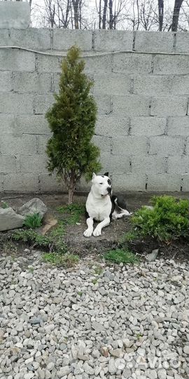 Питбуль вязка