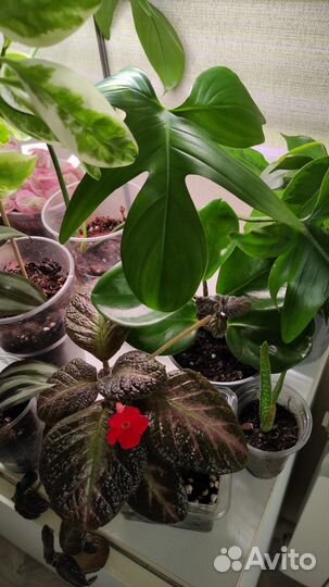 Набор комнатных растений