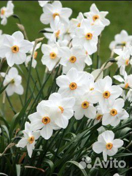 Нарциссы (луковицы)