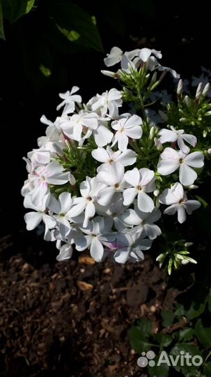 Флоксы. Многолетние садовые растения