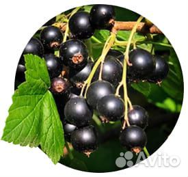 Саженцы плодовых деревьев,кустарники