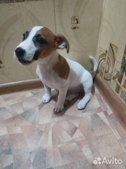 Джек Рассел терьер