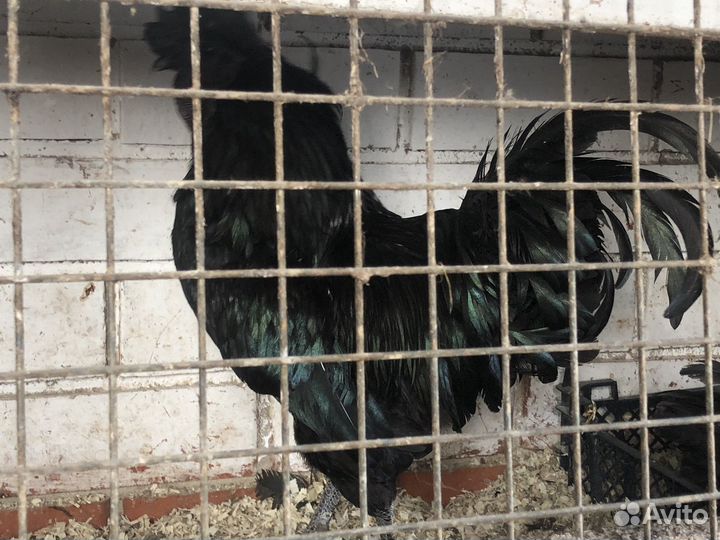 Черные петухи