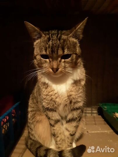 Миниатюрная кошечка в добрые руки