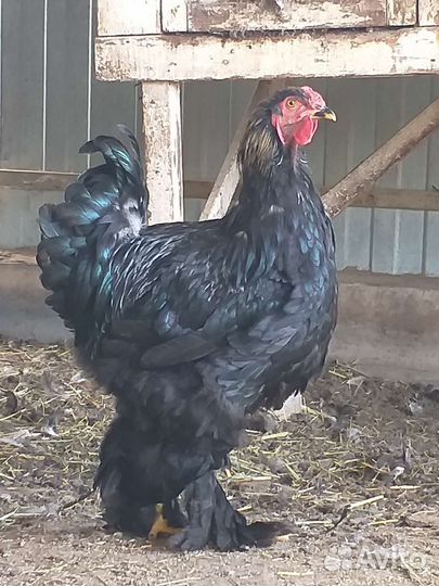 Петух брама