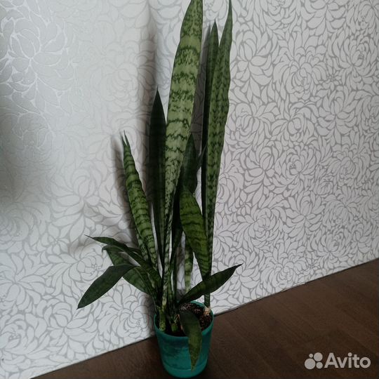 Сансевиерия щучий хвост