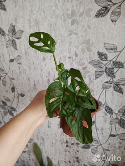 Монстера обликва и филодендрон