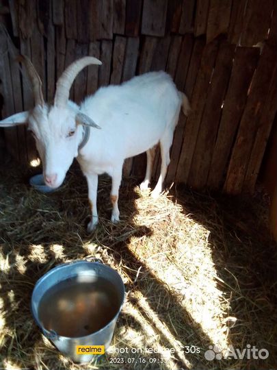 Зааненская дойная коза