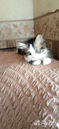 Кошки