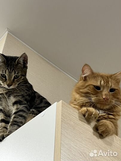 Коты в добрые руки