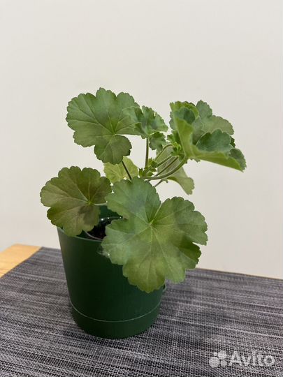 Герань с красными цветами (росток)