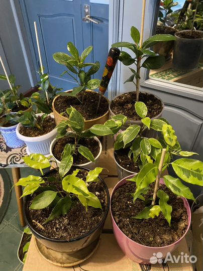 Фикус Бенджамина 4 вида