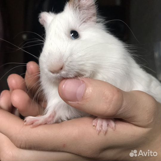 Морская свинка