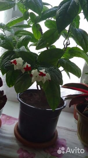 Комнатные цветы