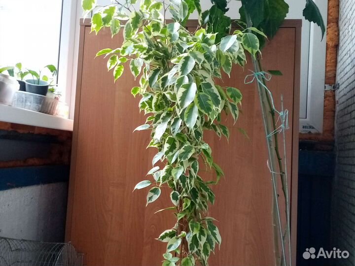 Фикус Бенжамина