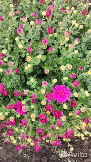 Хризантемы мультифлора