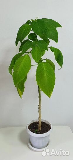 Бругмансия, растение в горшке