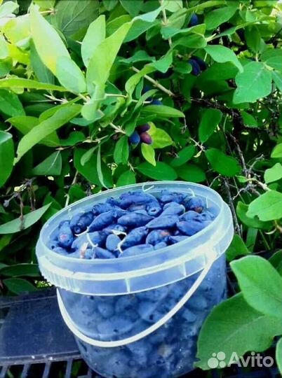 Саженцы жимолости