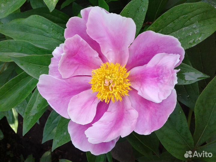 Пионы саженцы корни