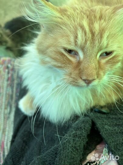 Кошка в дар