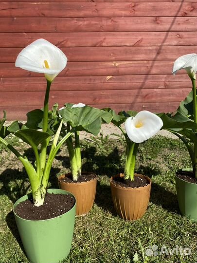 Калла эфиопская (детки)