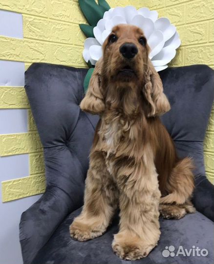 Груминг спец цена