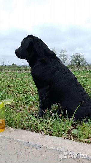 Вязка собак лабрадор ретривер