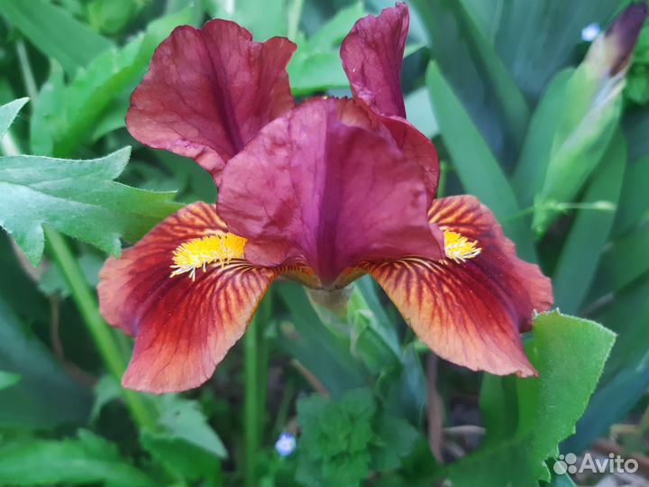 Ирис бордюрный