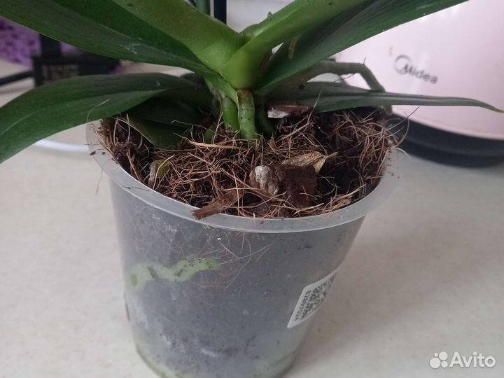 Орхидея фаленопсис