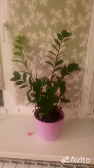 Замиокулькас