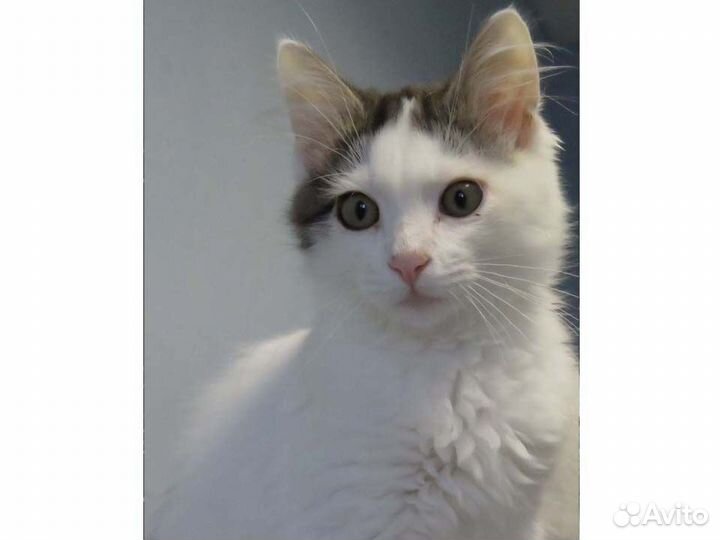 Степа ждет своего человека