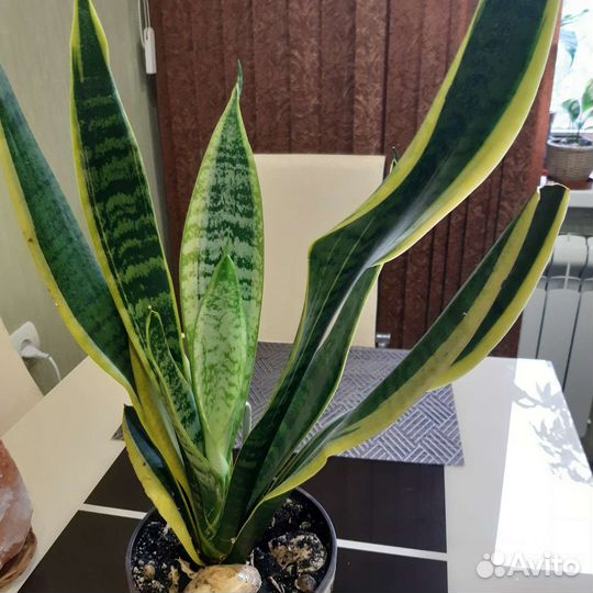 Сансевиерия Голд
