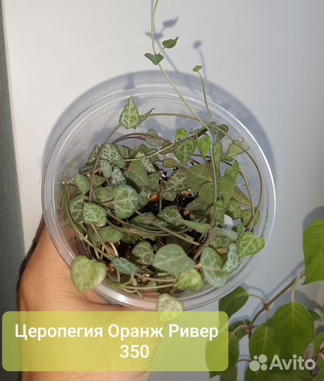 Церопегии 7 сортов,Крестовник Роули