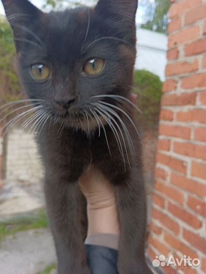 Черный котенок мальчик