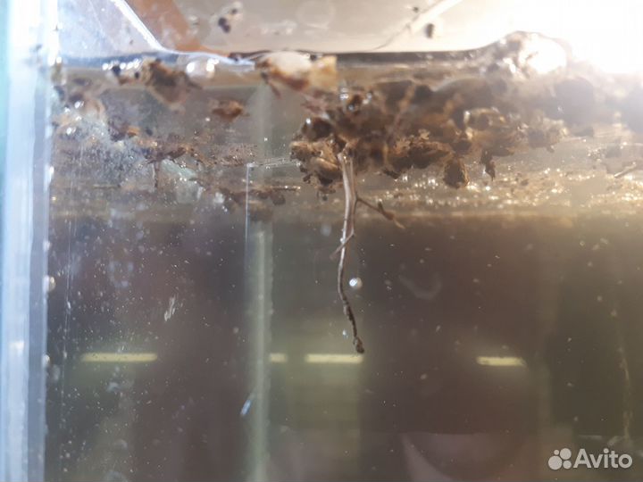 Грунт с яйцами живых культур для пруда и аквариума