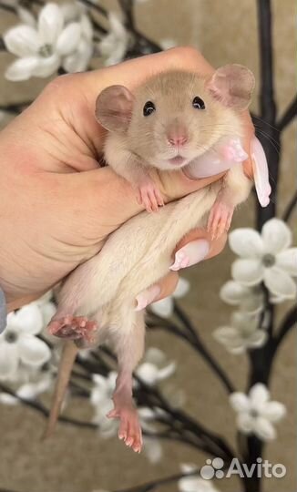 Дамбо крысы, крысята, крыса. Питомник