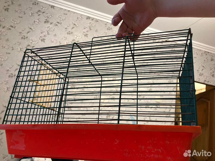 Элитный хомяк сирийский