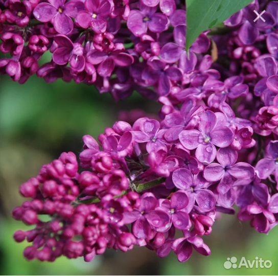 Саженцы сирени