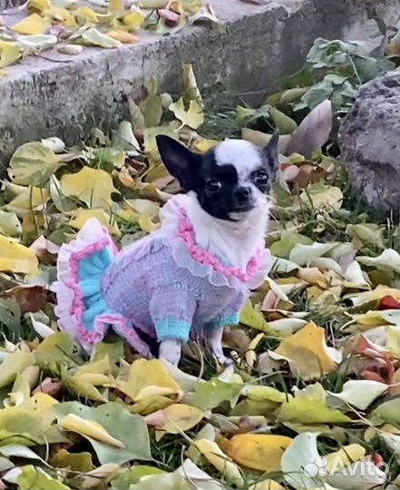 Щенки чихуахуа мини