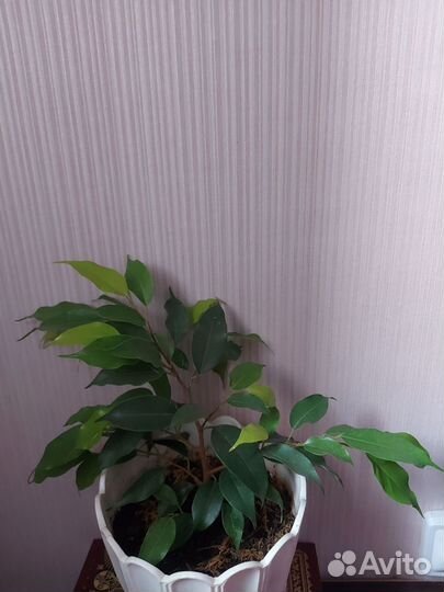 Продам комнатные растения