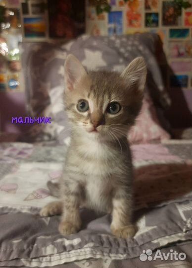 Котенок