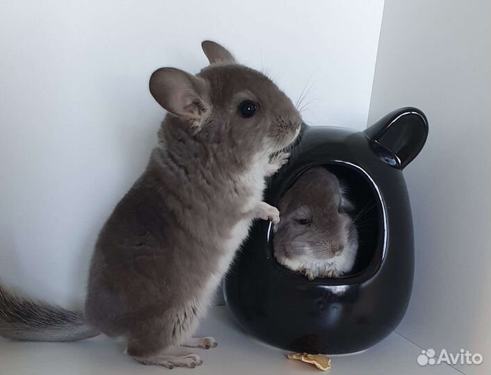 Шиншиллята мальчики фиолет